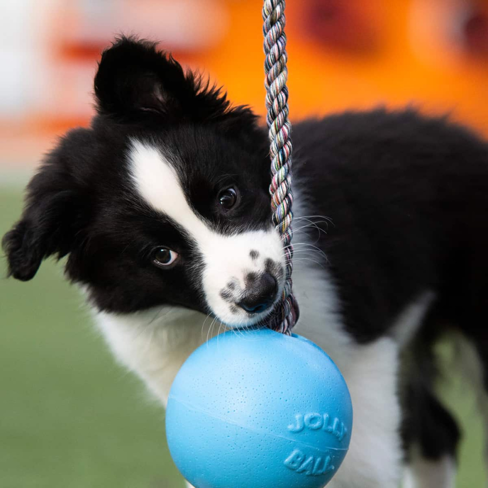 Jolly ball romp n roll clearance
